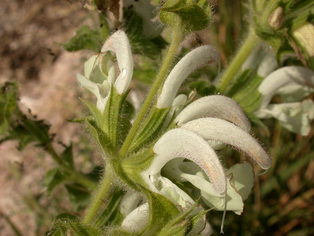 Salvia argentea (quiz)